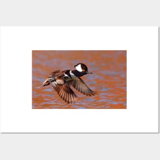 Fast Flight - Hooded Merganser Posters and Art